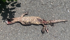 Heloderma exasperatum