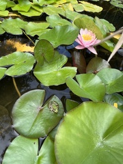 Pelophylax ridibundus