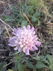 Sixalix atropurpurea