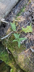 Polypodiopsida