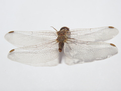 Sympetrum meridionale