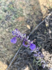 Salvia farinacea