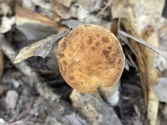 Leccinellum rugosiceps