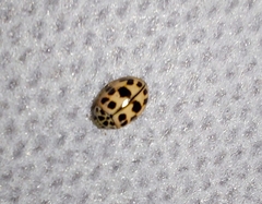 Oenopia conglobata