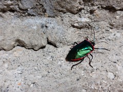Rhyssocephala