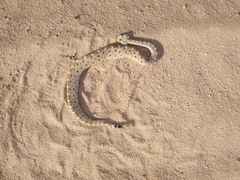 Crotalus cerastes