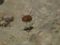 Anoplolepis gracilipes