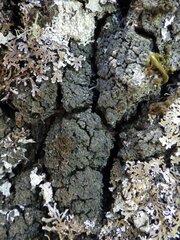 Fuscopannaria mediterranea