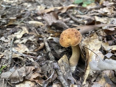 Leccinellum rugosiceps