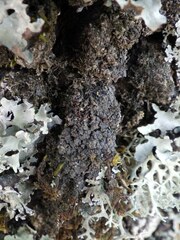 Fuscopannaria mediterranea