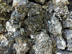 Fuscopannaria mediterranea