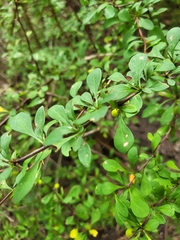 Berberidaceae