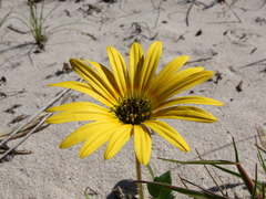 Arctotheca calendula