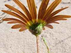 Arctotheca calendula
