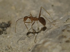 Anoplolepis gracilipes