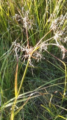 Scirpus radicans