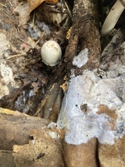 Coprinopsis variegata