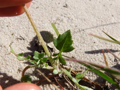 Arctotheca calendula