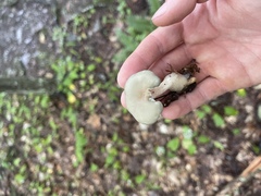 Clitocybe odora