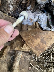 Coprinopsis variegata