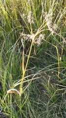 Scirpus radicans