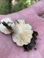 Russulales