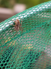 Pisaura