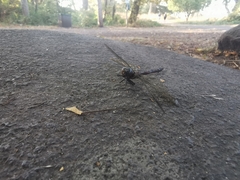 Rhionaeschna multicolor