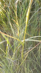 Scirpus radicans