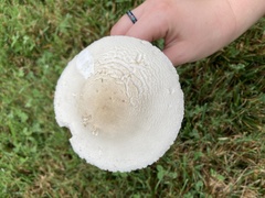 Leucoagaricus leucothites