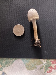 Coprinopsis variegata