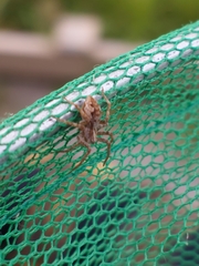 Pisaura