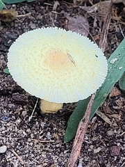 Leucocoprinus tricolor