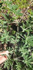 Lupinus arbustus