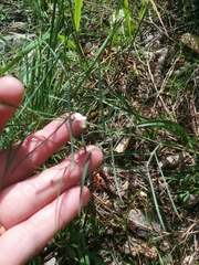 Lathyrus graminifolius