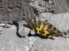 Pantherodes pardalaria