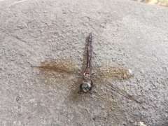 Rhionaeschna multicolor