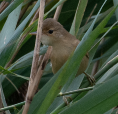 Acrocephalus palustris