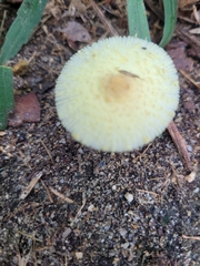 Leucocoprinus tricolor