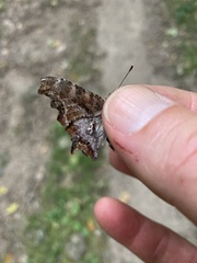 Polygonia comma