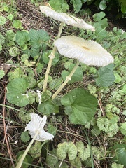 Leucocoprinus fragilissimus