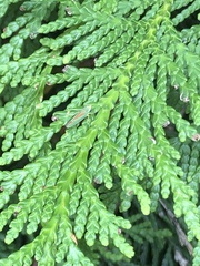 Graphocephala fennahi