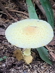 Leucocoprinus tricolor