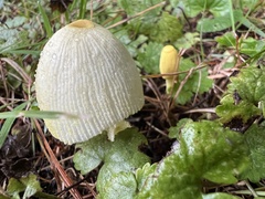 Leucocoprinus fragilissimus