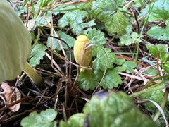 Leucocoprinus fragilissimus