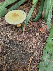 Leucocoprinus tricolor