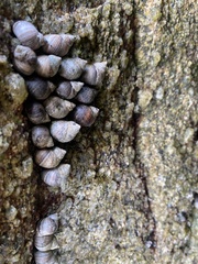 Littorina