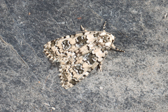Bryophila domestica