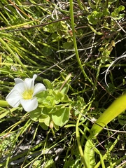 Oxalis natans