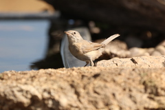 Curruca iberiae